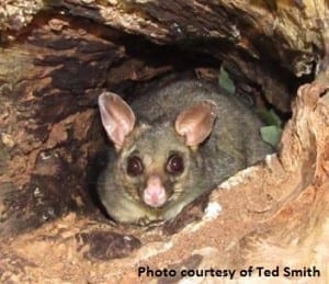 Possum photo
